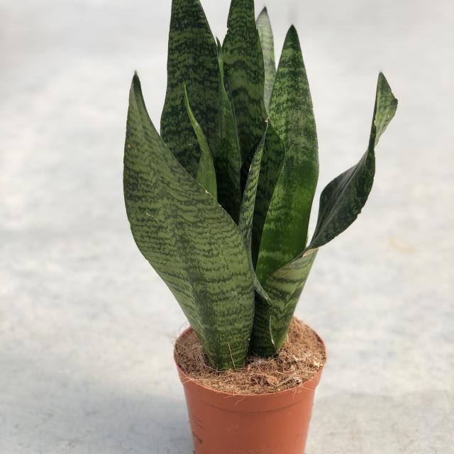 Sansevieria trifa. 'Zeylanica'
