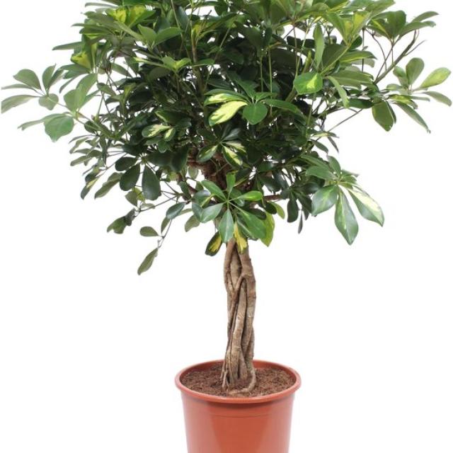 Schefflera 