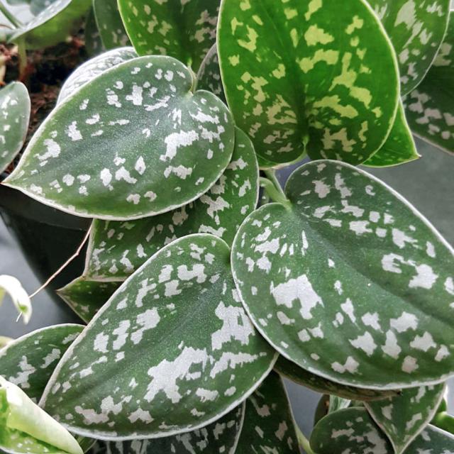 Scindapsus pictus