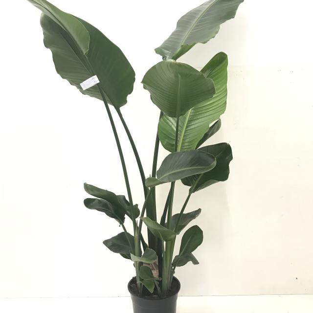 Strelitzia nicolai - 2 stam