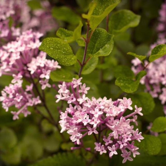 Syringa meyeri 'Palibin' stam 80