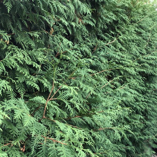 Thuja plicata 'Exelsa'