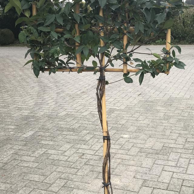 Trachelospermum jasminoides