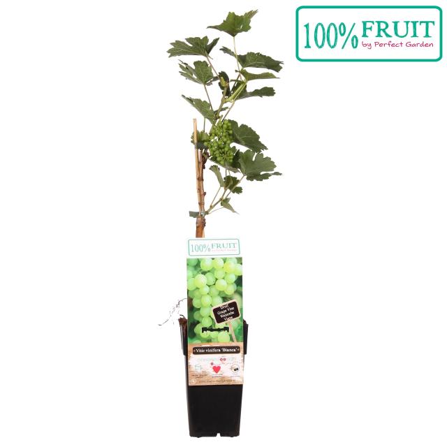 Vitis Bianca (geënt)