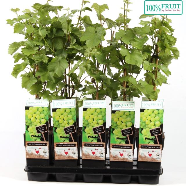 Vitis 'Vroege van der Laan'