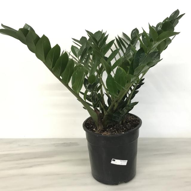 Zamioculcas zamifolia