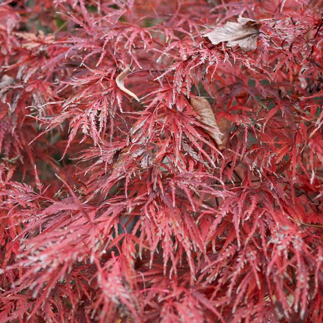 Acer palmatum 'Dissectum'
