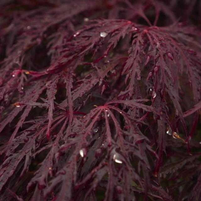 Acer palmatum 'Garnet'