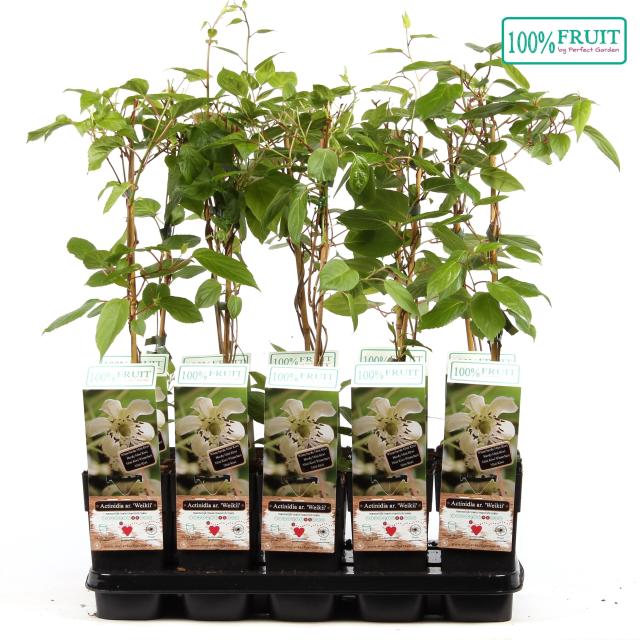 Actinidia arguta Weikii