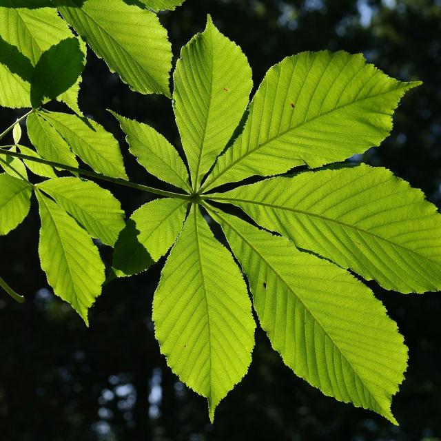 Aesculus hippocastanum