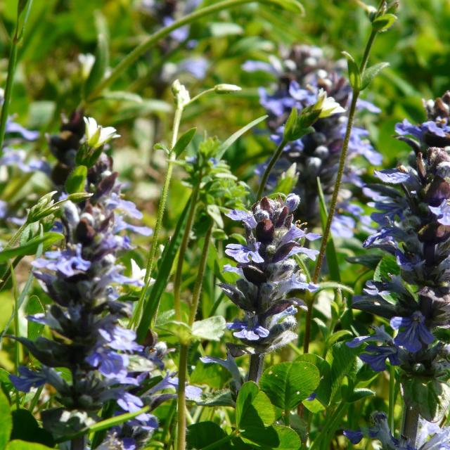 Ajuga reptans