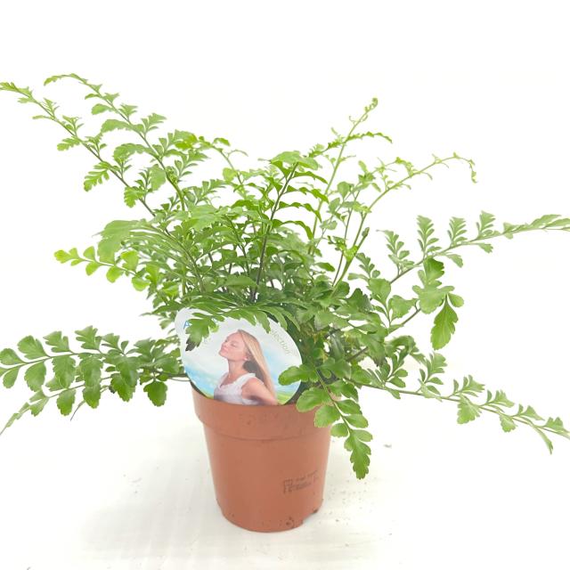 Asplenium parvati