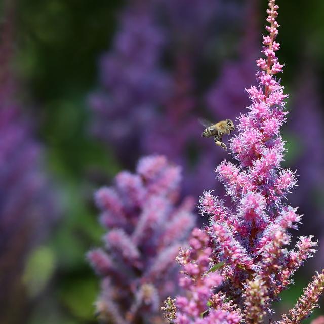 Astilbe 'Fanal'