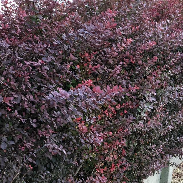 Berberis thunb. 'Atropurpurea'