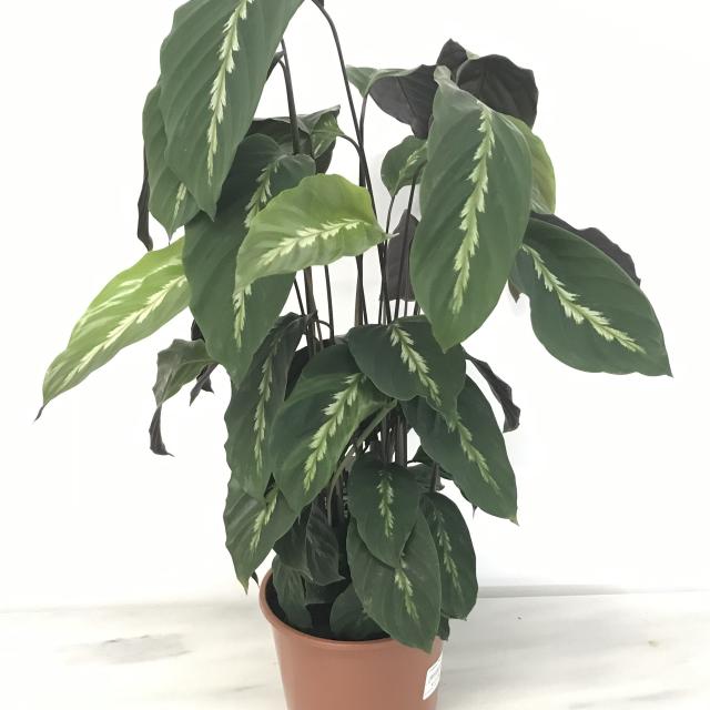 Calathea 'Mauiqueen'