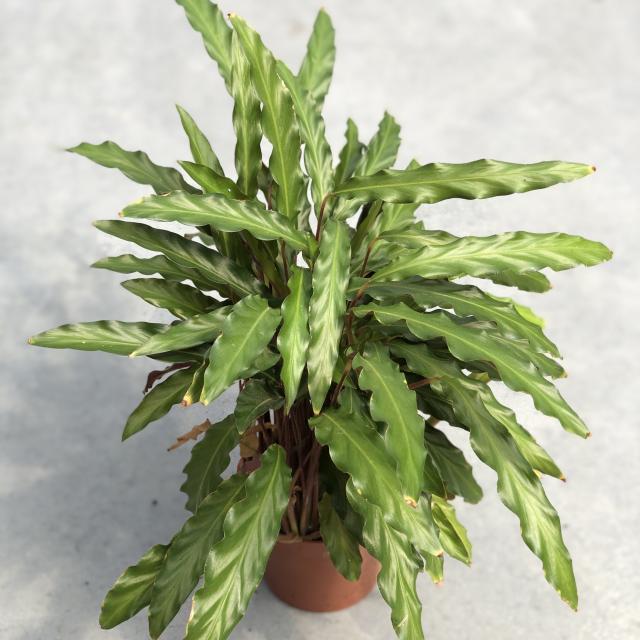 Calathea rufibarba