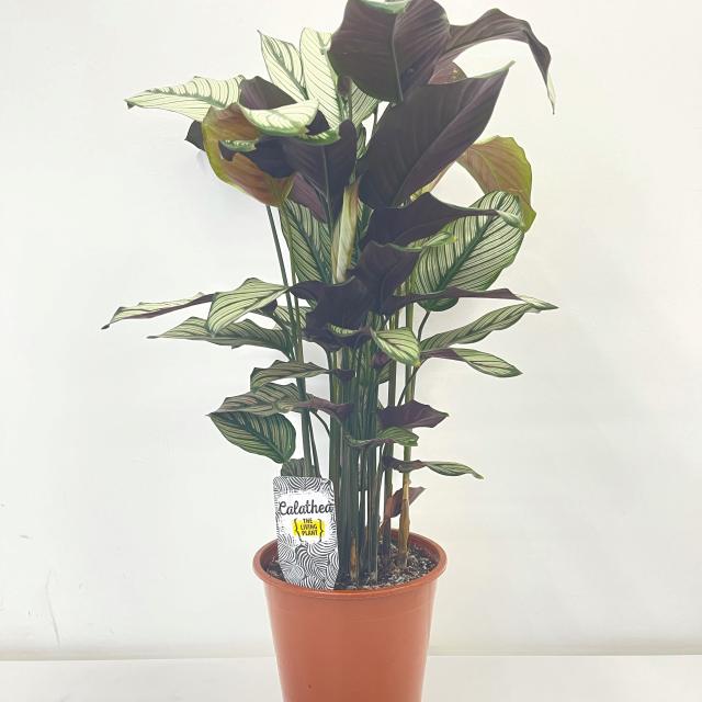 Calathea Whitestar