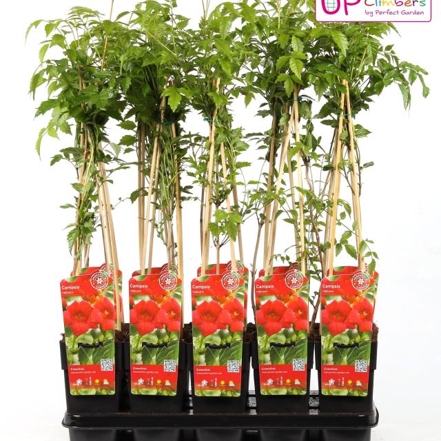 Campsis radicans