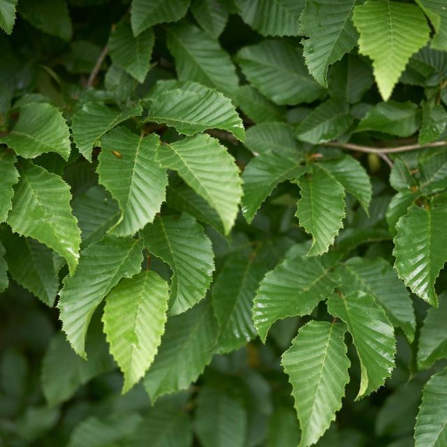 Carpinus betulus 'Fastigiata'