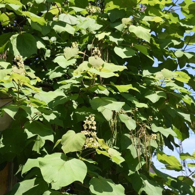Catalpa bignoniodes 'Nana'