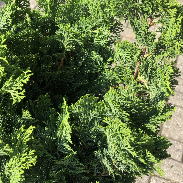 Chamaecyparis obt. 'Nana Gracilis'