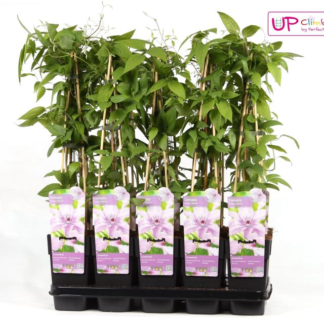 Clematis 'Hagley Hybrid'