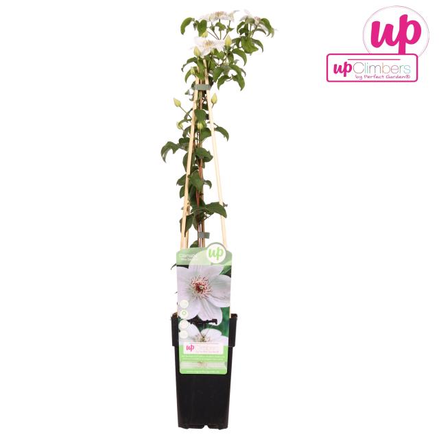 Clematis 'Miss Bateman'