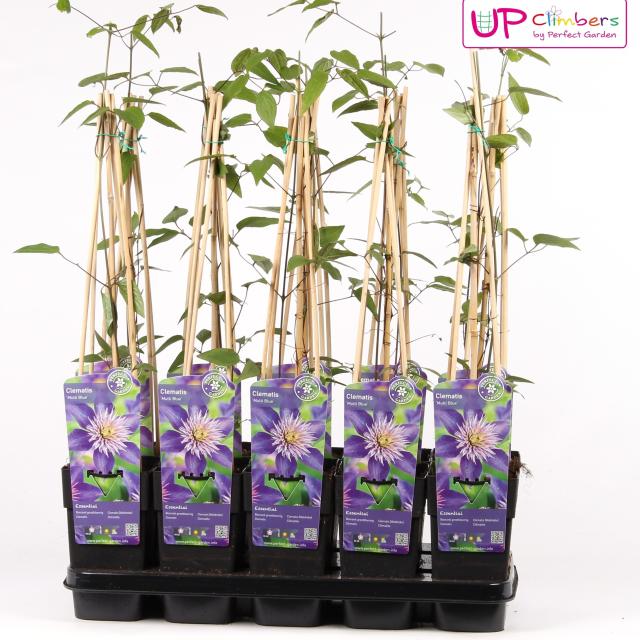 Clematis 'Multi Blue'