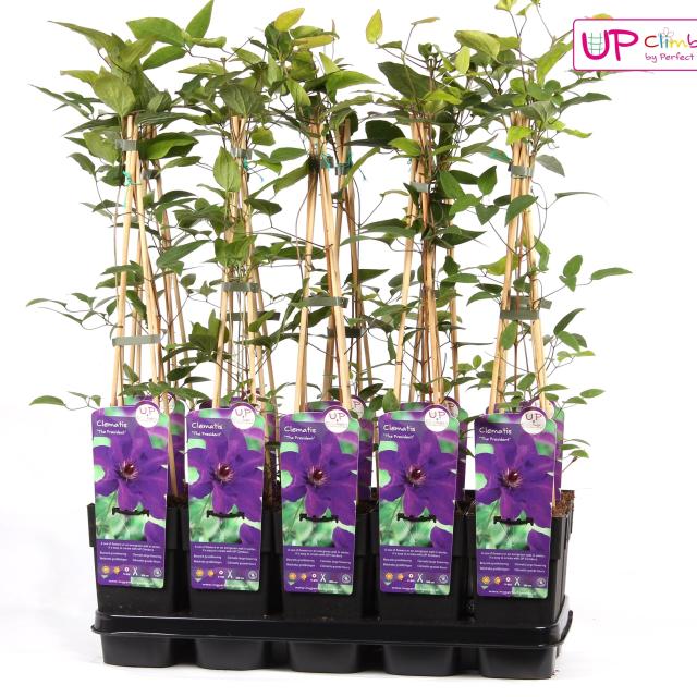 Clematis 'The President'