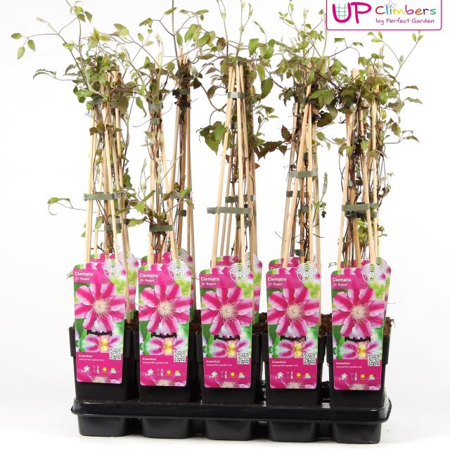 Clematis 'Dr Ruppel'