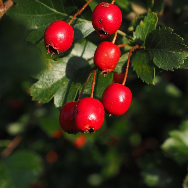 Crataegus monogyna