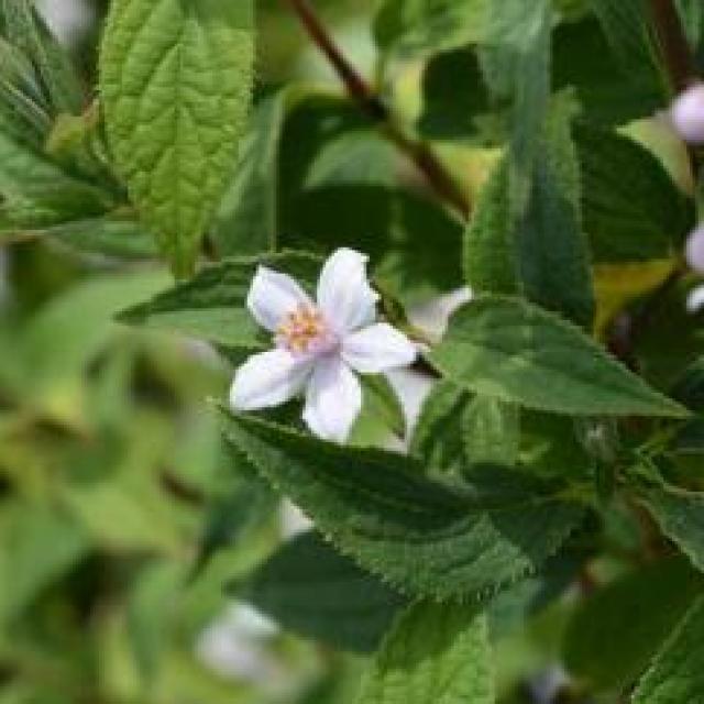 Deutzia hybrida 'Mont Rose'
