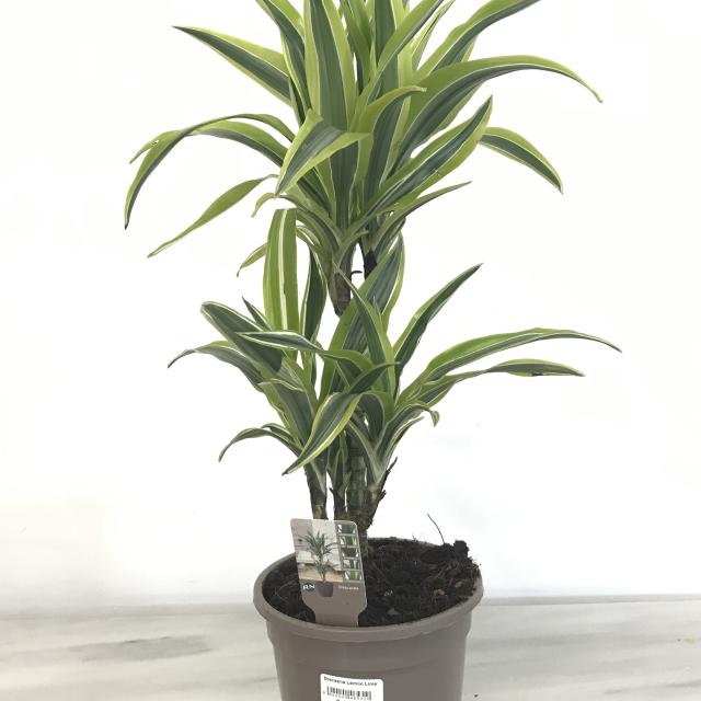 Dracaena Lemon Lime