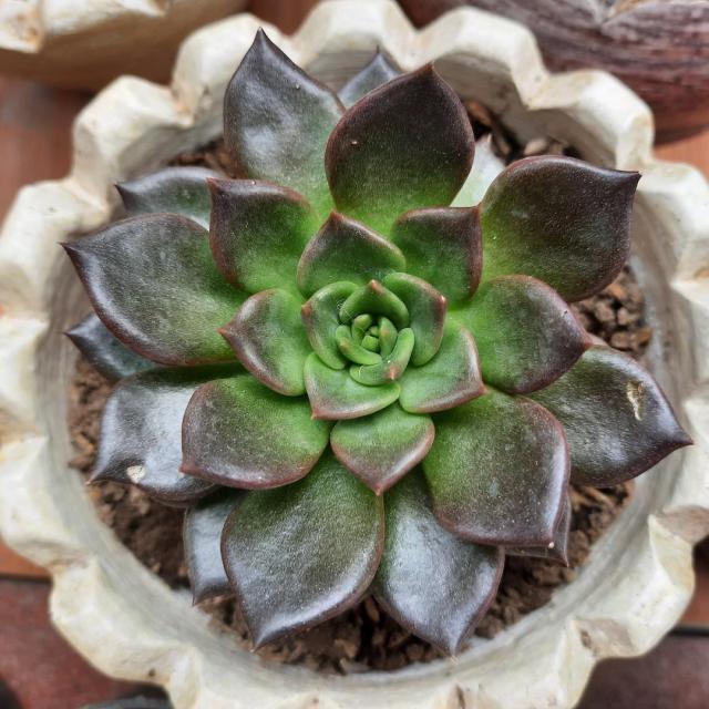 Echeveria 'Blue Prince'