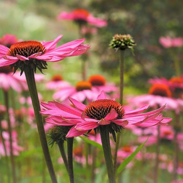Echinacea purpurea