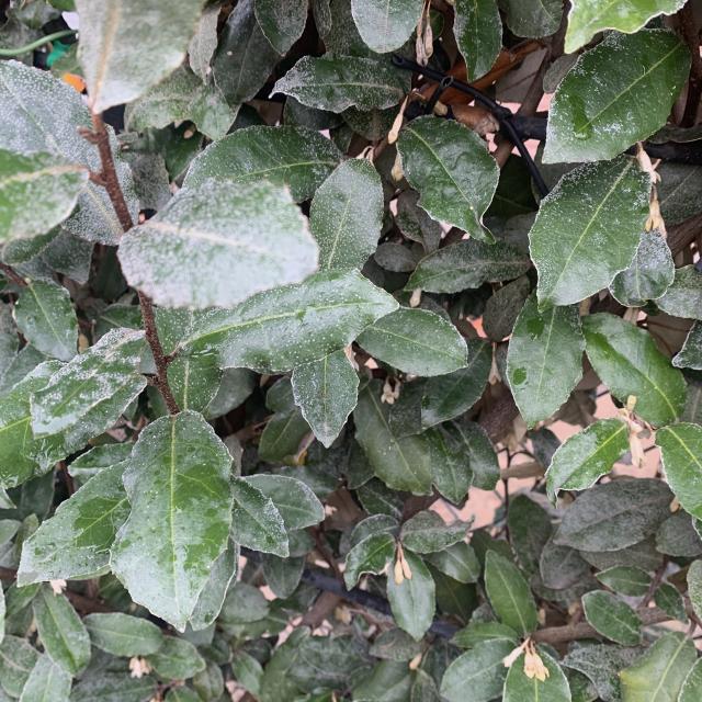 Elaeagnus ebbingei 'Compacta'