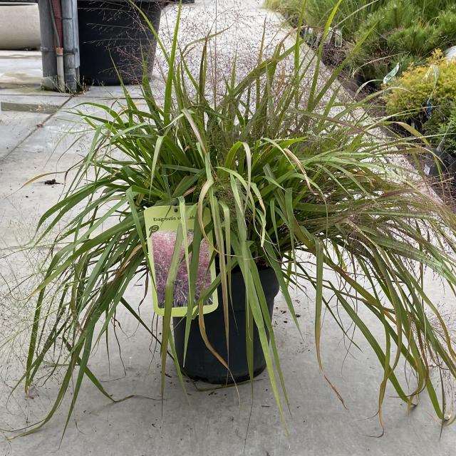 Eragrostis spectabilis