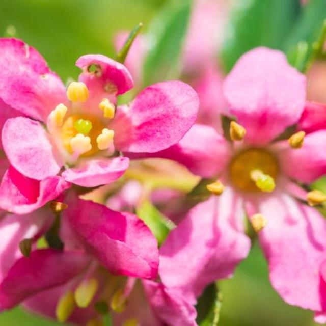 Escallonia 'Pink Elle'