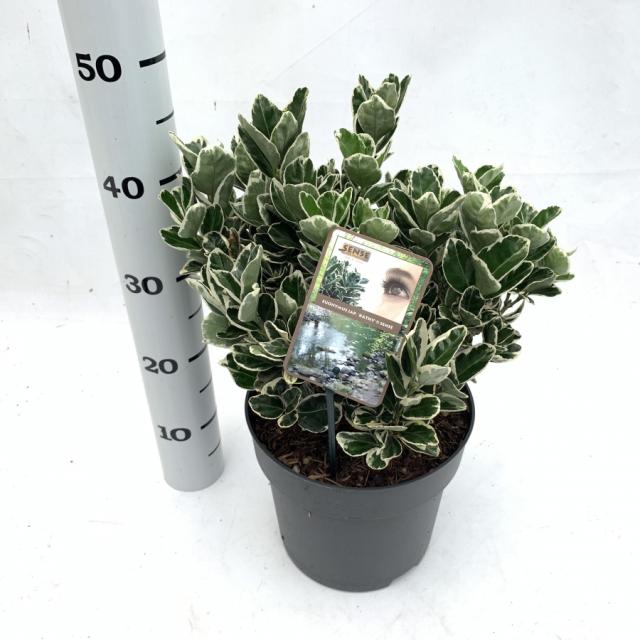 Euonymus japonicus 'Kathy'