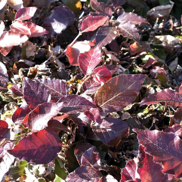 Fagus sylvatica 'Atropurpurea'