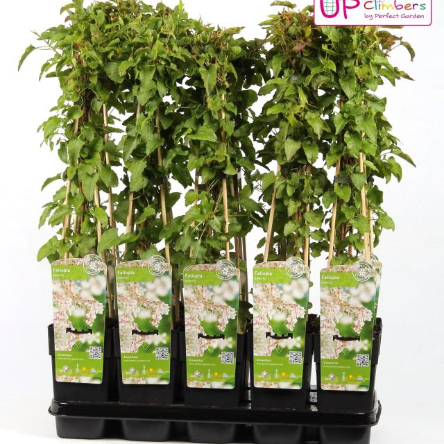 Fallopia baldschuanica