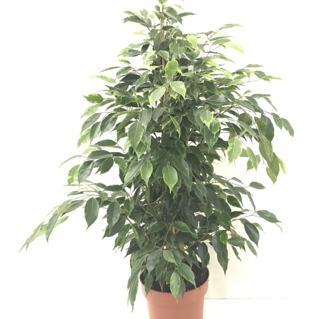 Ficus benjamina Anastasia
