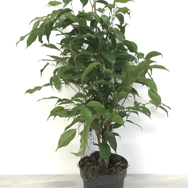 Ficus benjamina
