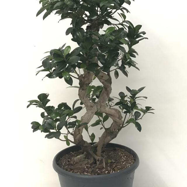 Ficus Bonzai