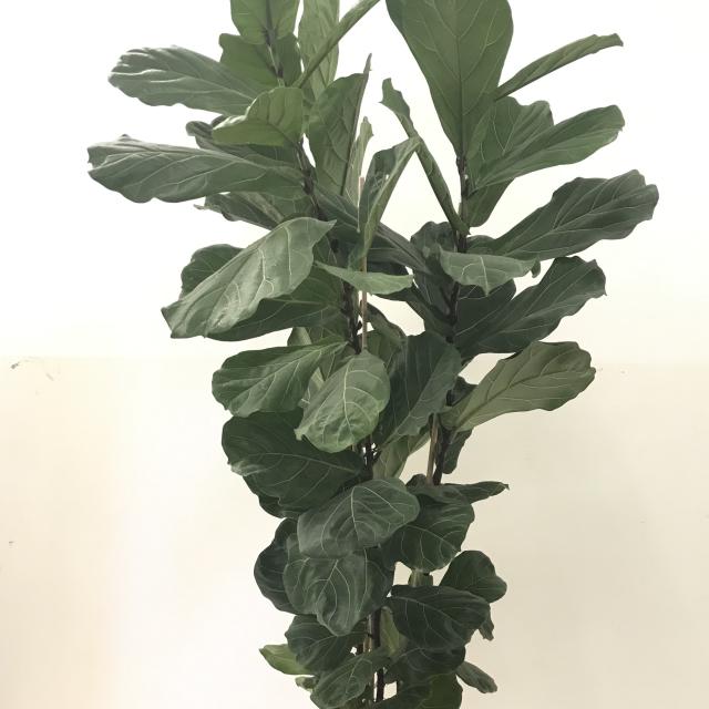 Ficus Lyrata
