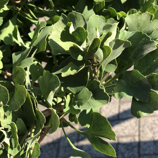 Ginkgo biloba 'Mariken'