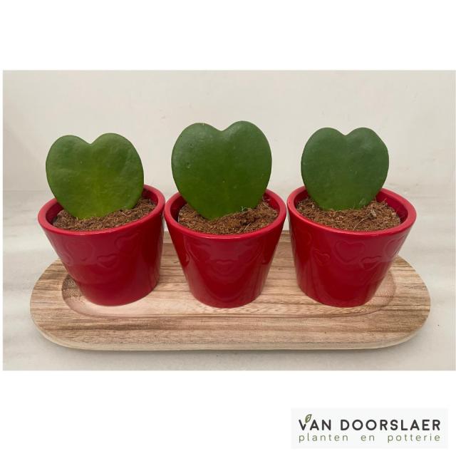 Hoya in hartvorm + potje