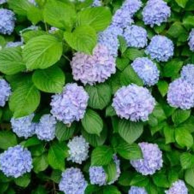 Hydrangea macr. 'Bodensee' (Blauw)