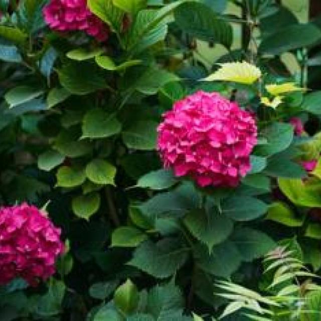 Hydrangea macr. 'King George'