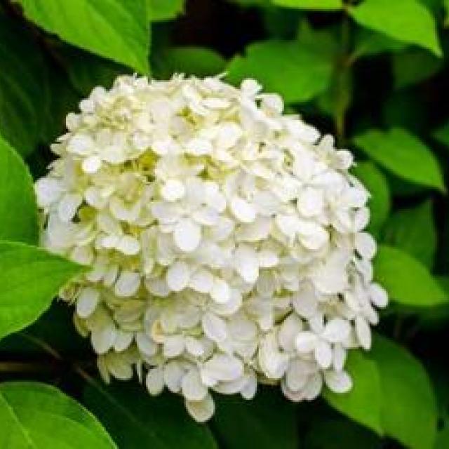 Hydrangea paniculata 'Phantom'